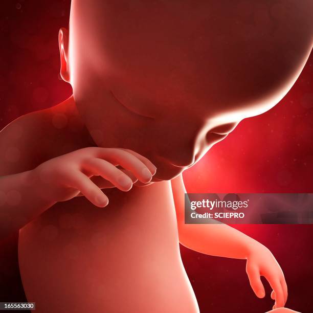foetus at 19 weeks, artwork - fetus placenta stock illustrations