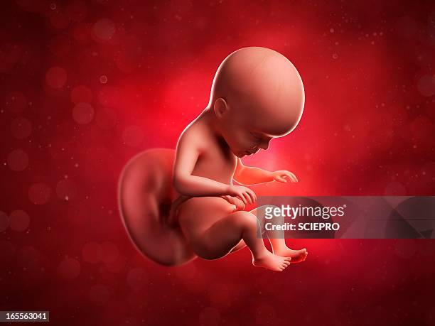 foetus at 26 weeks, artwork - 26 week fetus stock illustrations