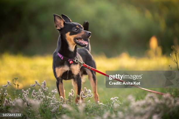 portrait of a miniature pinscher - pincher bildbanksfoton och bilder