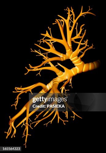 Bronchial tree, artwork Bronchial tree, artwork