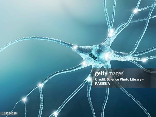 nerve cell, artwork - neuron stock illustrations