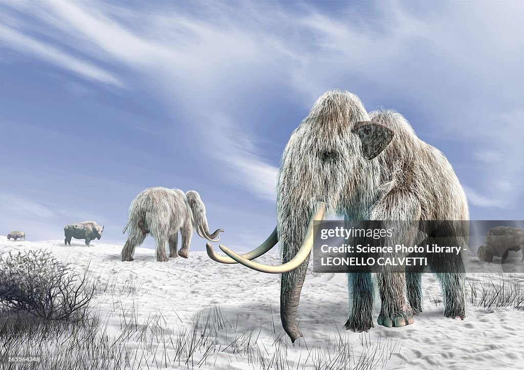 Woolly mammoths, artwork