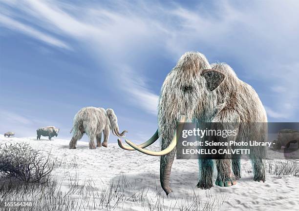 woolly mammoths, artwork - woolly mammoth stock illustrations