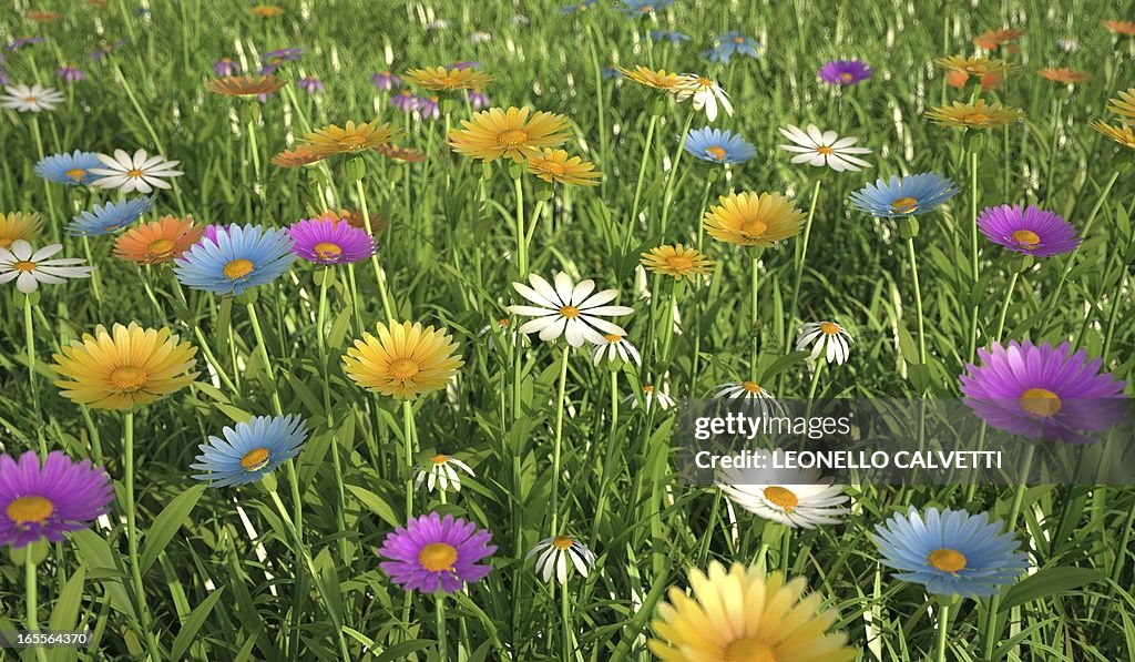 Wildflower meadow, artwork