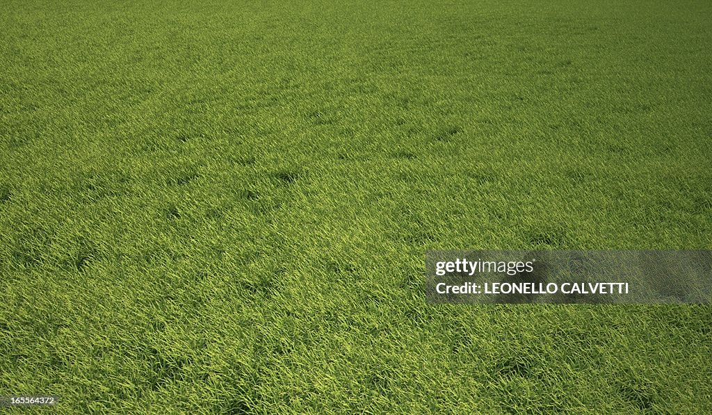 Grass meadow, artwork