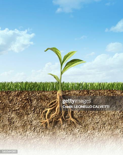 illustrations, cliparts, dessins animés et icônes de plant, artwork - racine terre