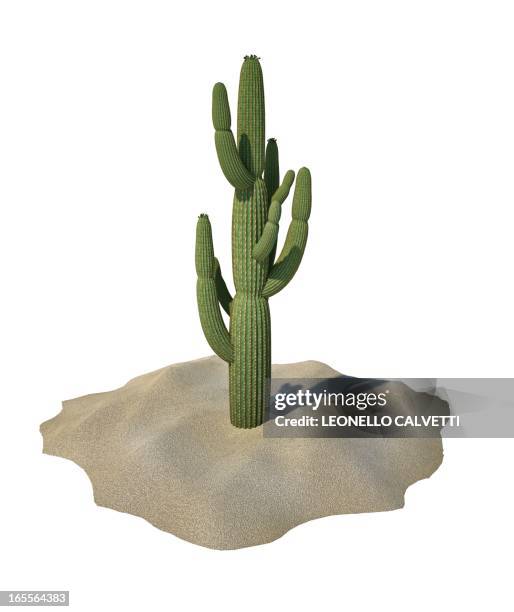 illustrations, cliparts, dessins animés et icônes de cactus, artwork - cactus