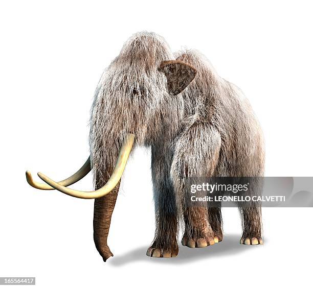 woolly mammoth, artwork - animal representation stock illustrations