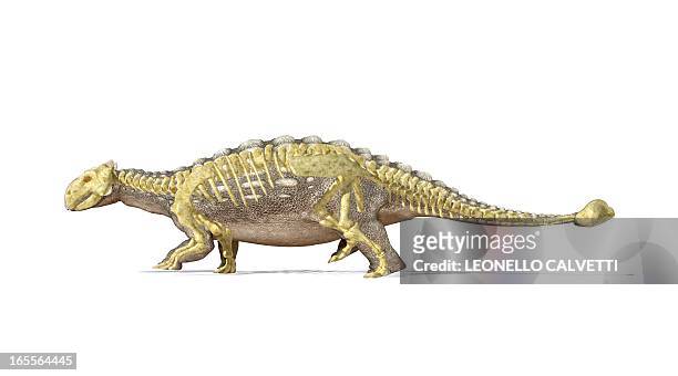 ankylosaur dinosaur skeleton, artwork - ankylosaurus stock illustrations