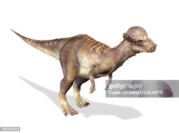 1 409点の恐竜 足のストックフォト Getty Images 1 409点の恐竜 足のストックフォト Getty Images