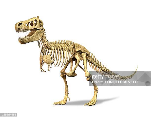 stockillustraties, clipart, cartoons en iconen met tyrannosaurus rex skeleton, artwork - dinosaur skeleton