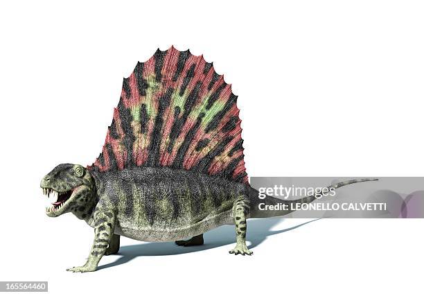 dimetrodon, artwork - dimetrodon stock illustrations