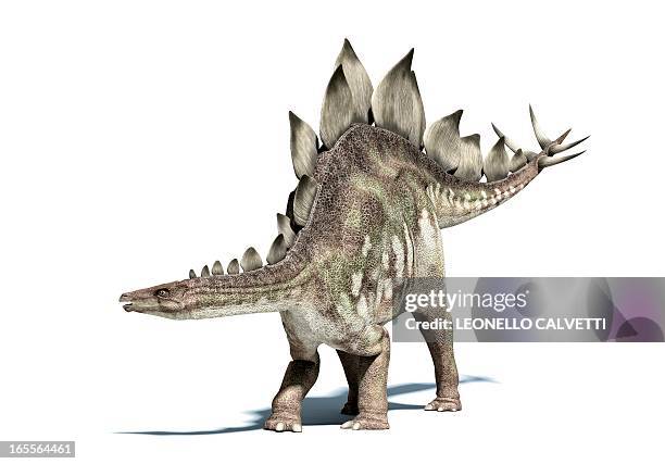 stegosaurus dinosaur, artwork - thyreophora stock illustrations