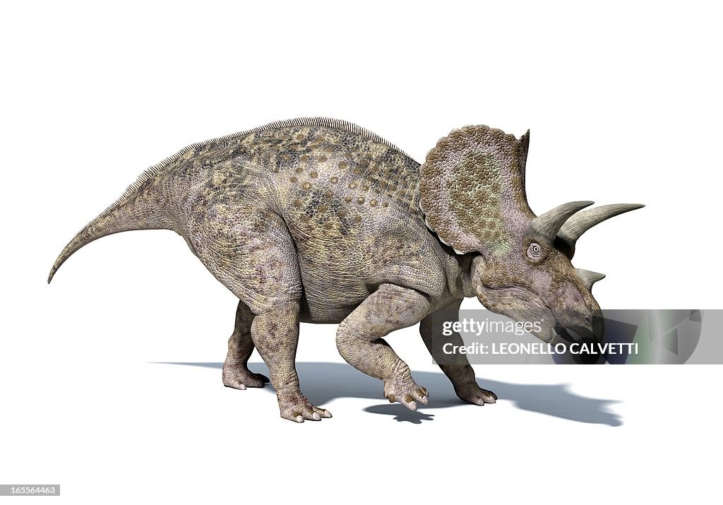 Triceratops dinosaur, artwork