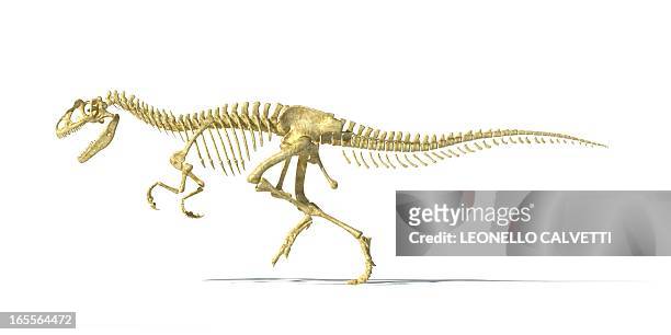 allosaurus dinosaur skeleton, artwork - allosaurus stock illustrations