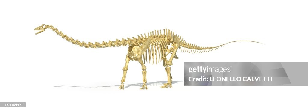 Diplodocus dinosaur skeleton, artwork