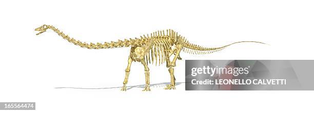 diplodocus dinosaur skeleton, artwork - skeletons stock-grafiken, -clipart, -cartoons und -symbole