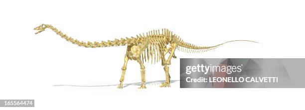 stockillustraties, clipart, cartoons en iconen met diplodocus dinosaur skeleton, artwork - diplodocus