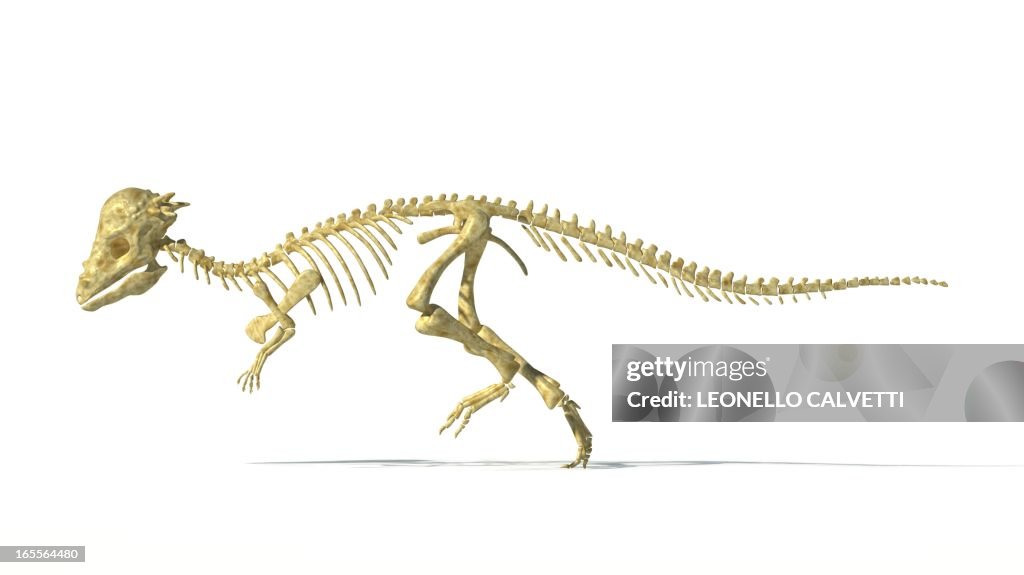 Pachycephalosaurus skeleton, artwork