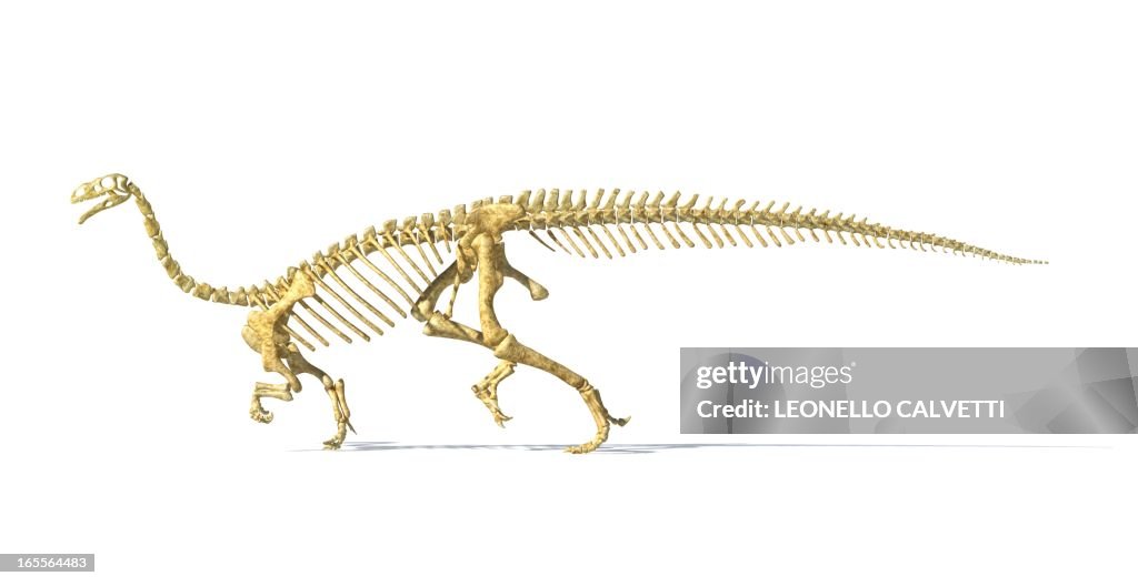 Plateosaurus dinosaur skeleton, artwork