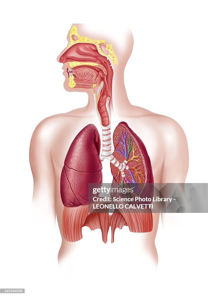 Human respiratory system, artwork