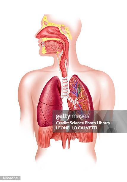 stockillustraties, clipart, cartoons en iconen met human respiratory system, artwork - long nose