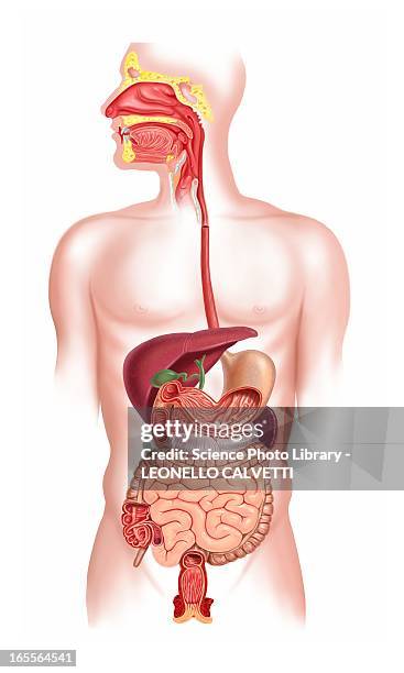 stockillustraties, clipart, cartoons en iconen met human digestive system, artwork - spijsverteringsstelsel