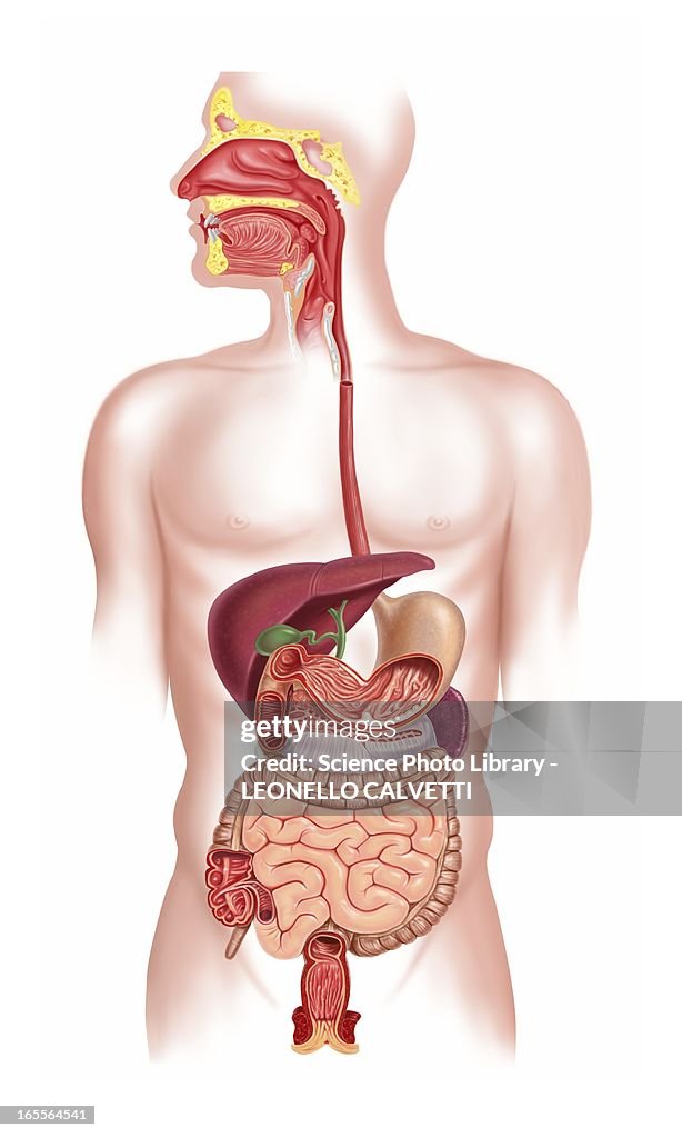 Human digestive system, artwork
