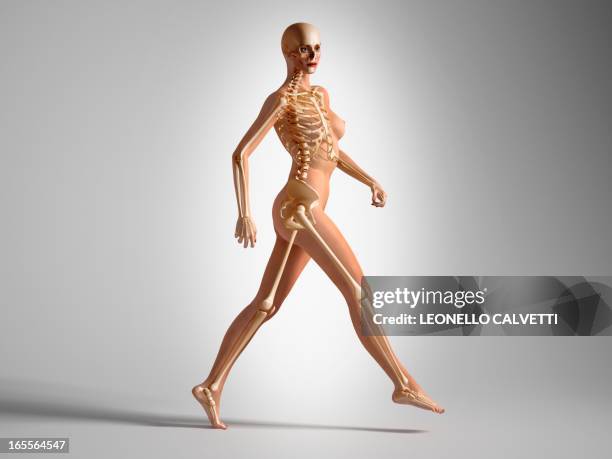 female skeleton, artwork - menschliches skelett stock-grafiken, -clipart, -cartoons und -symbole