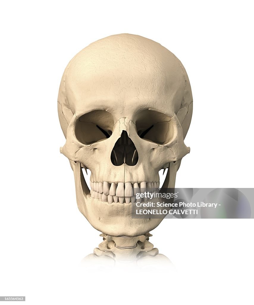 Human skull, artwork