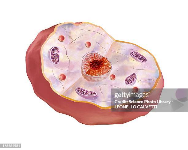 Lysosome Photos and Premium High Res Pictures - Getty Images