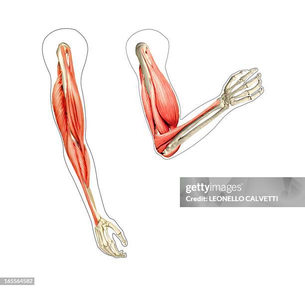 ilustraciones, imágenes clip art, dibujos animados e iconos de stock de arm musculature, artwork - anatomía