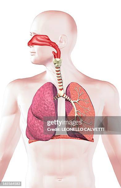 ilustrações, clipart, desenhos animados e ícones de human respiratory system, artwork - brônquio traqueia