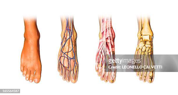 human foot anatomy, artwork - human foot anatomy stock illustrations