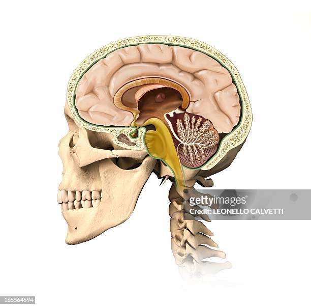 human head anatomy, artwork - diencephalon stock illustrations