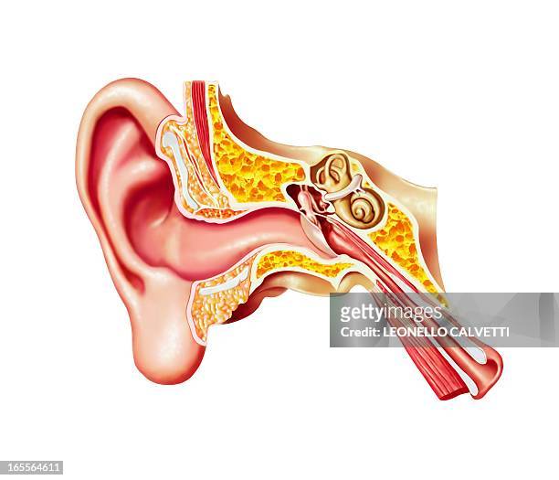 human ear anatomy, artwork - sense organ stock illustrations