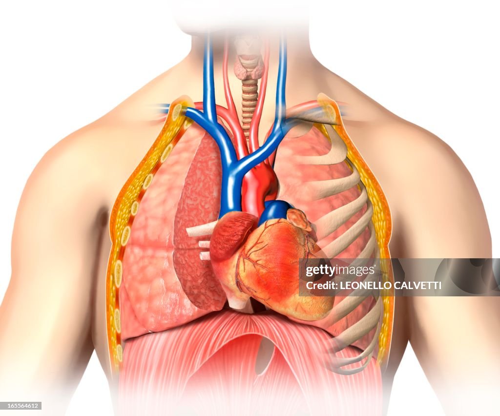 Male Chest Anatomy Artwork High Res Vector Graphic Getty Images male-chest-anatomy-artwork-high-res-vector-graphic-getty-images