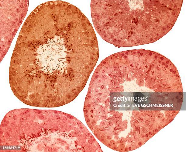 seminiferous tubules, light micrograph - cellula di leydig foto e immagini stock