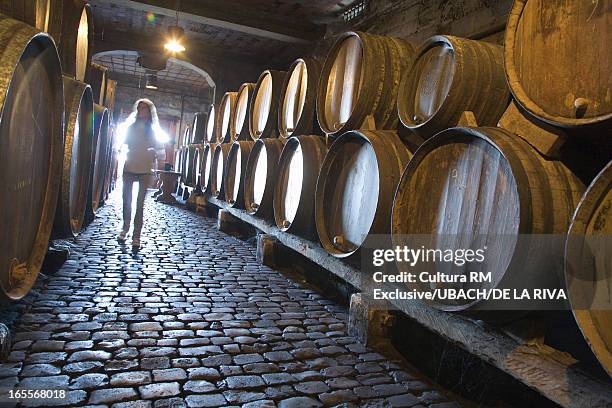 wine barrels resting in cellar - wine barrel stock pictures, royalty-free photos & images