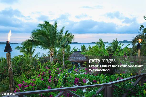 palm trees in tropical courtyard - fiji hut stock pictures, royalty-free photos & images