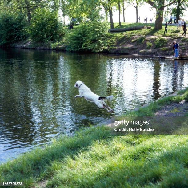 a dog jumping mid air into a pond - leap of faith modo di dire inglese foto e immagini stock