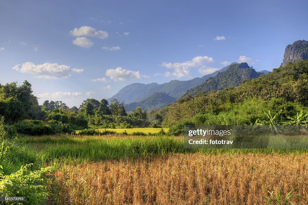 Sonnenlicht am Reisfeld in Laos