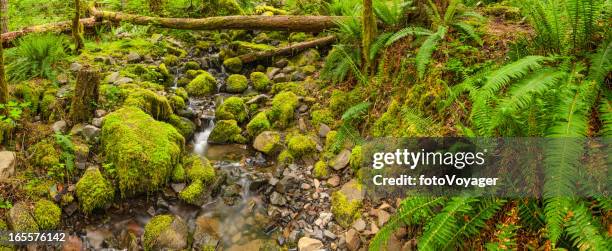 vibrant green forest mossy stream ferns - eagle creek trail stockfoto's en -beelden