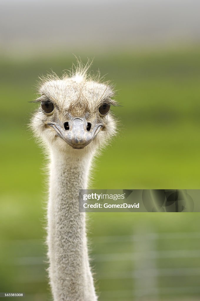 Close-up Head Shot of One Ostrich