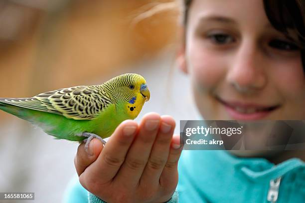 rapariga engraçada com budgie - parakeet imagens e fotografias de stock