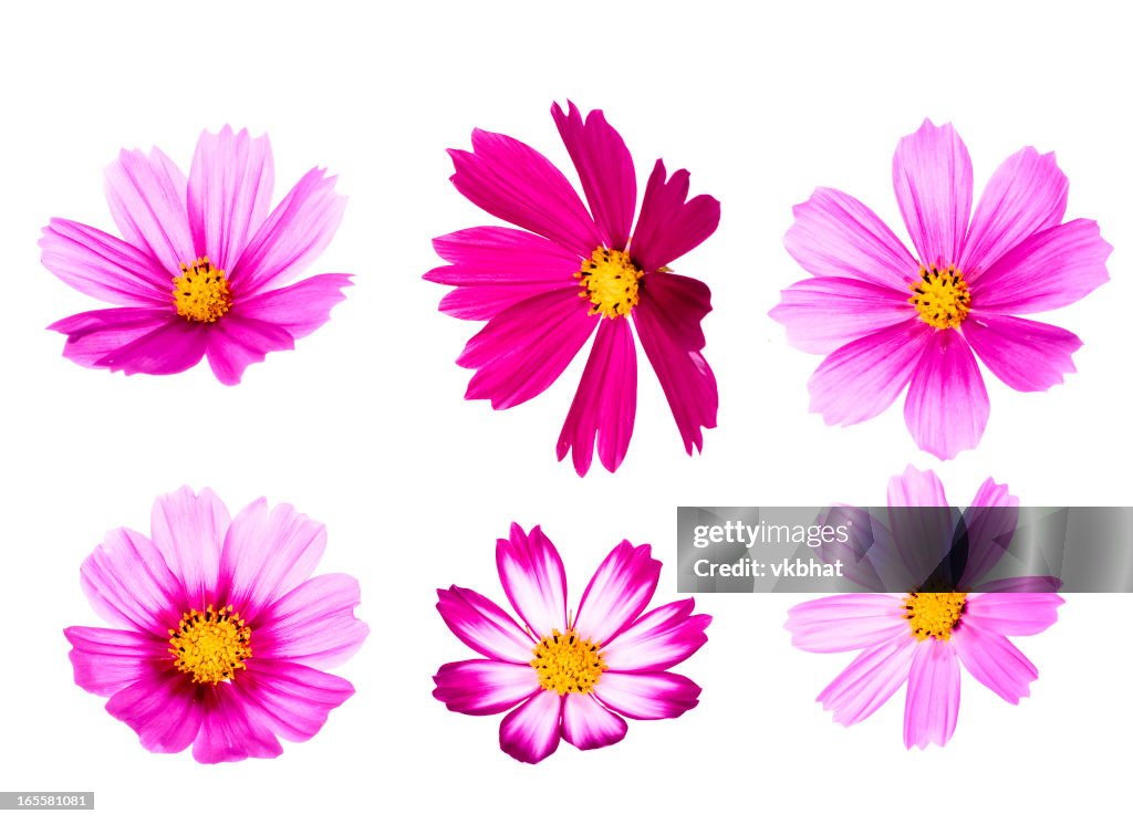 Cosmos flowers