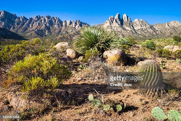organ mountains aus aguirre springs - cactus landscape stock-fotos und bilder