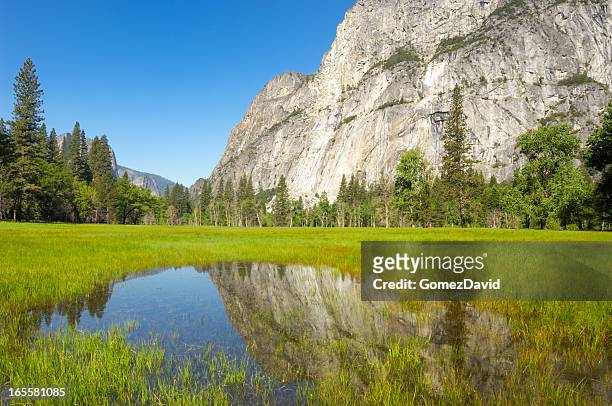yosemite's liedeg meadow with reflection in water. - yosemite valley 個照片及圖片檔