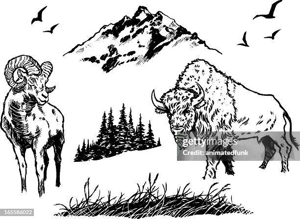 natur-elemente - bison stock-grafiken, -clipart, -cartoons und -symbole