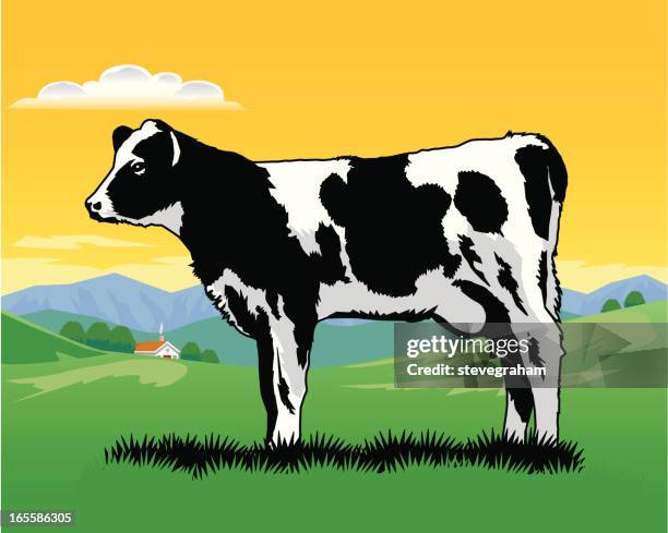 dairy cow - holstein friesian cattle stock illustrations